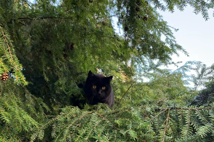 Gatti criminali? In Svizzera stanno pensando di limitarli