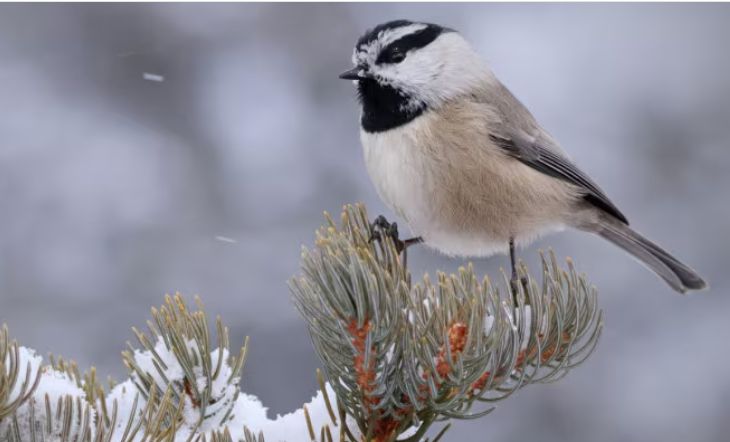 Una specie di cincia ha cambiato il canto per distinguersi dalle altre