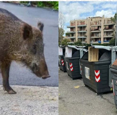 Cinghiali, vespe orientalis e pitoni: animali pericolosi per le strade di Roma