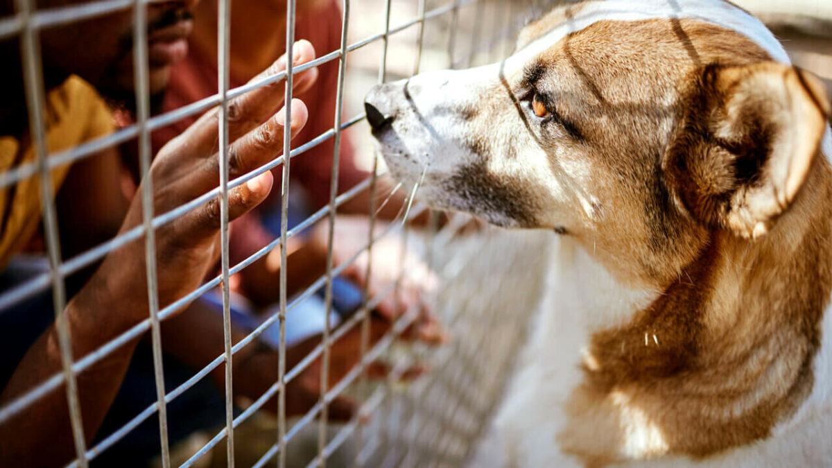 Parma:veterinari sociali pergli animali di chi ha difficoltà economiche